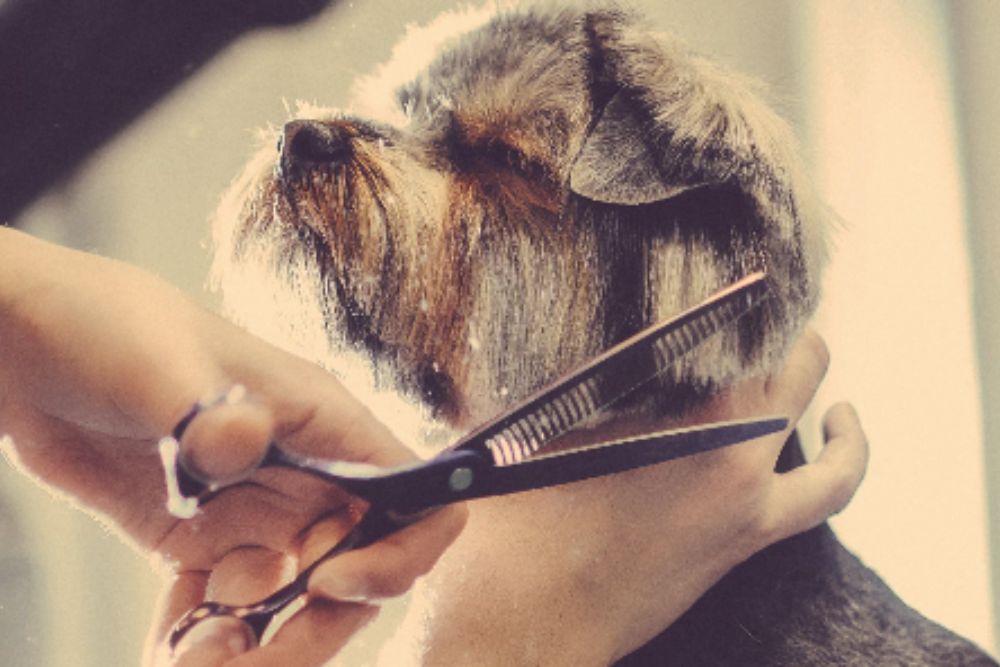 Dog Salon Crescendo｜市川市 トリミングサロン