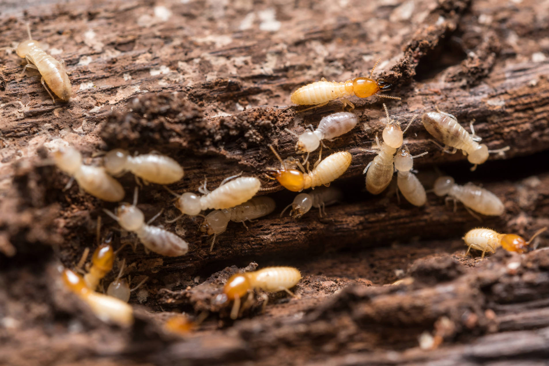 Irvine Termite Control & Fumigation