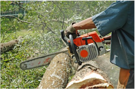 Atlanta Tree Removal