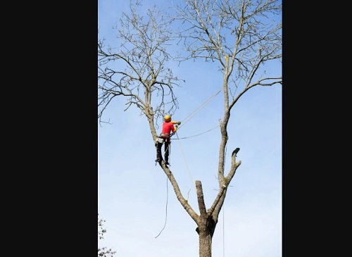 Gainesville Tree Experts