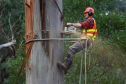 Target Tree Service and Removal