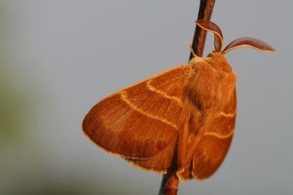 mothcontrolperth