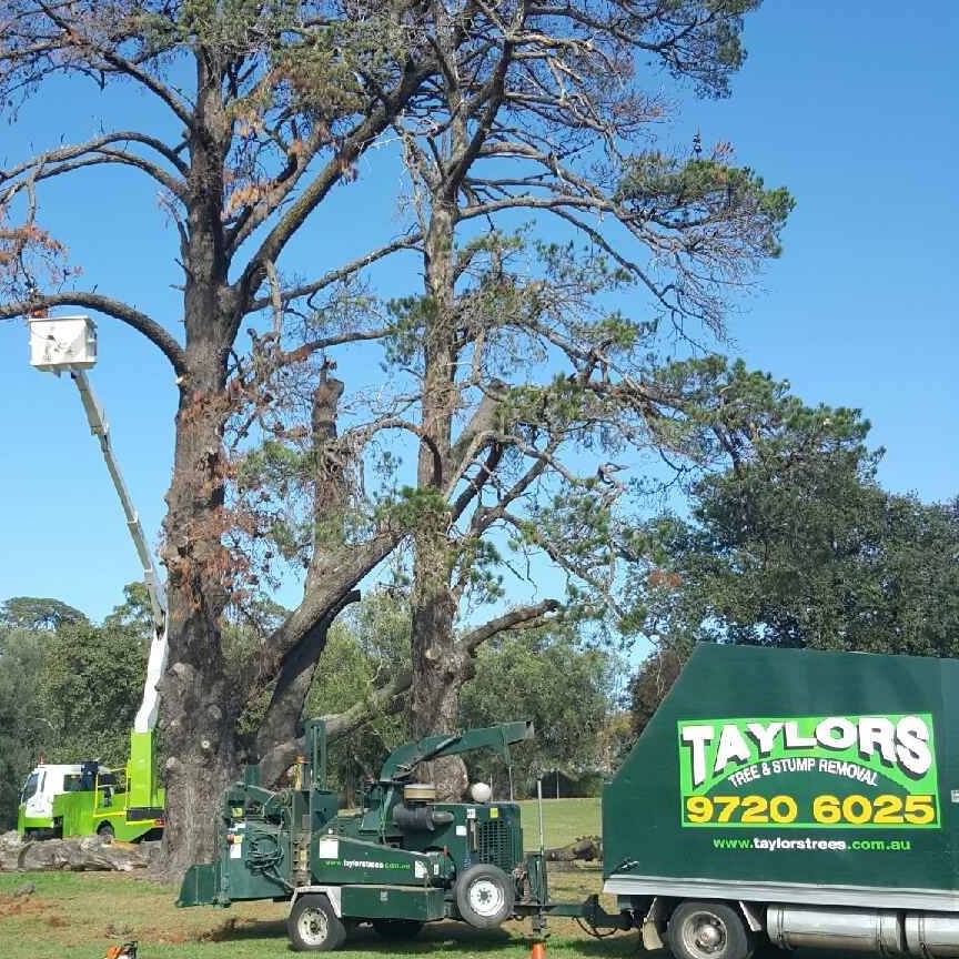 Taylors Trees