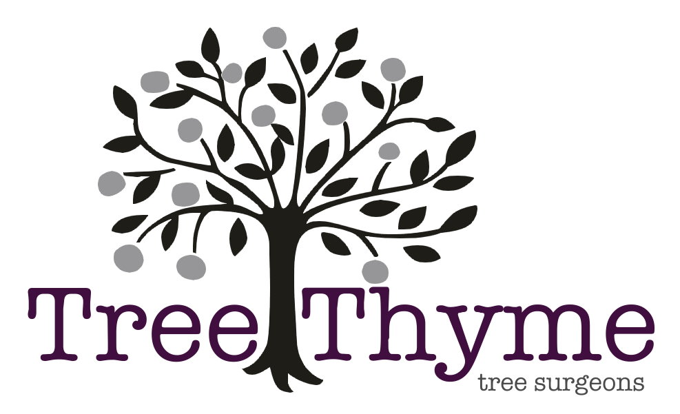 Tree Thyme - Tree Surgeons