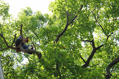  Baum Professional Tree Care