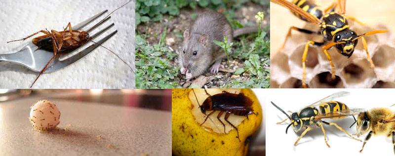 Best Pest Control Canberra