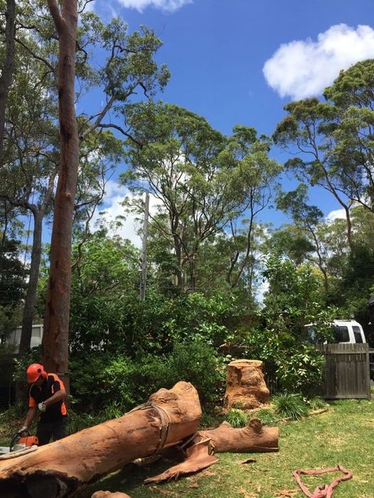Emergency Tree Services North Shore - North Shore Tree Loppers