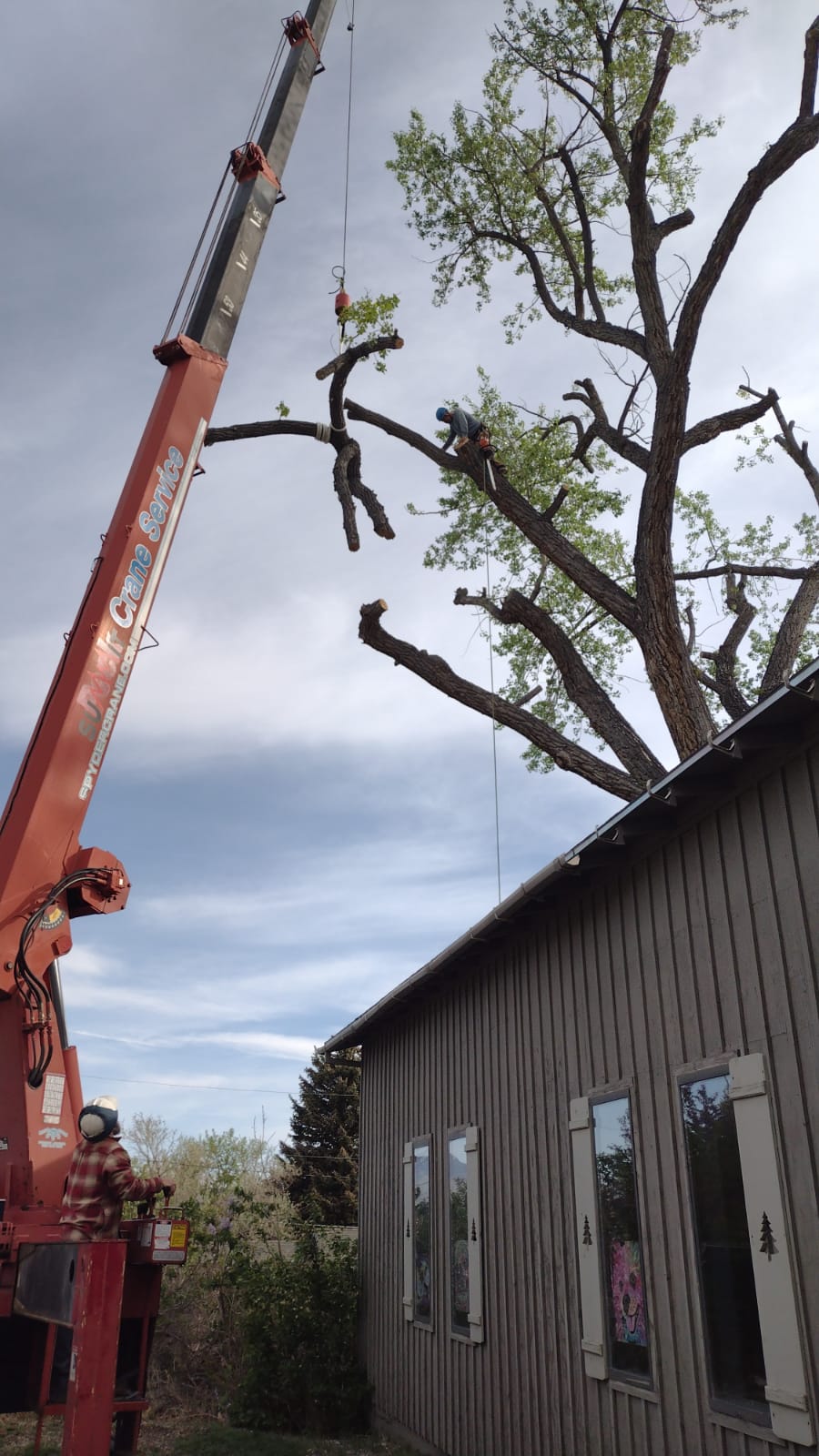 307 Tree Service and Landscaping