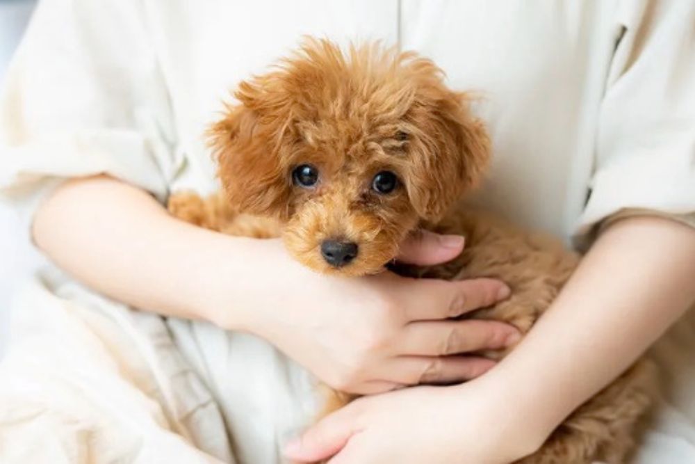 Small｜香川 小動物
