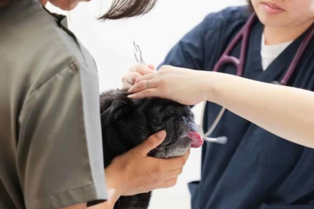 みたかマロン動物病院｜三鷹 動物病院