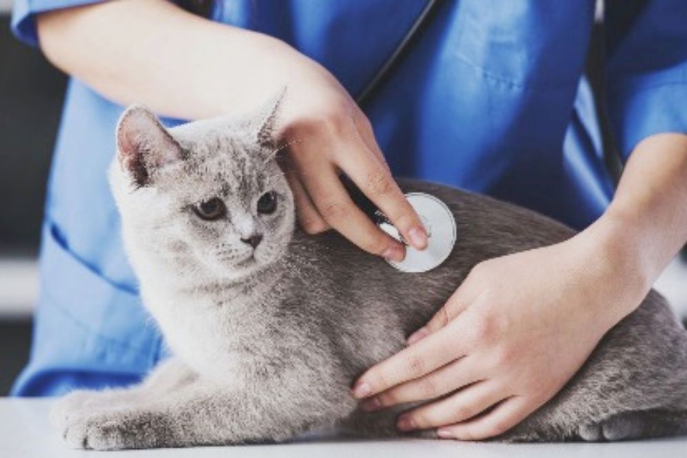 株式会社Solaris and Via｜千葉市 動物病院