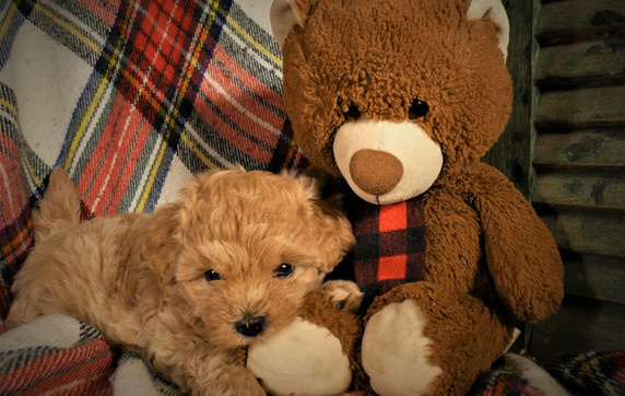 Bluegrass Puppies