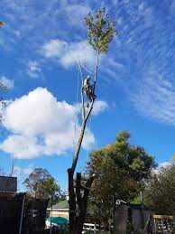 Clean Green Tree Service