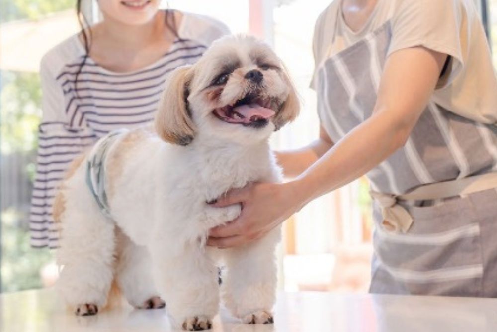 dogsalon DORUP｜福岡 トリミング