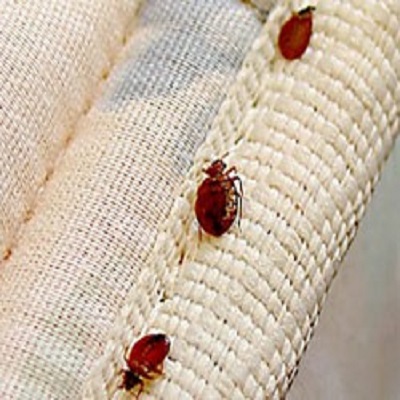 NJ Pest Control - Affordable Bed Bug Removal