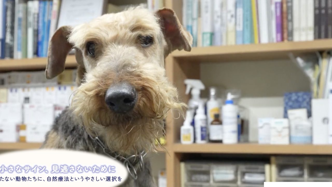 やまびこ動物病院｜大阪市 動物病院