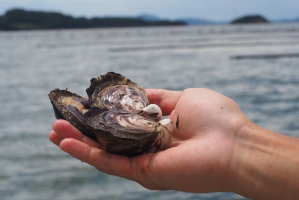 株式会社オリーブオイスター｜小豆島 牡蠣