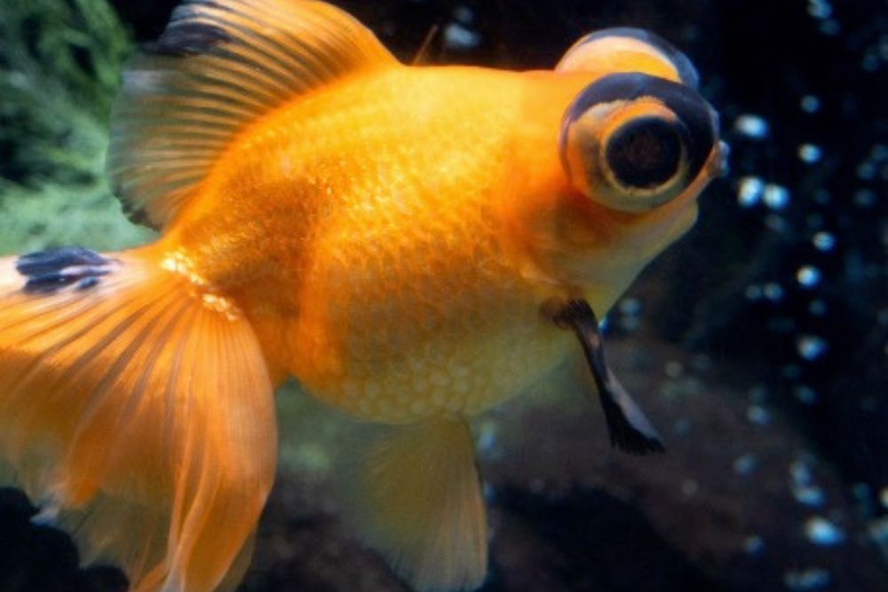 大津金魚苑｜大津市 金魚