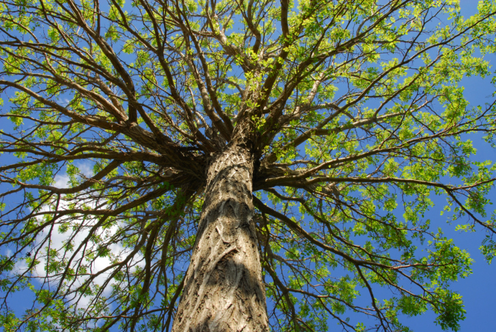 Progressive Tree Care