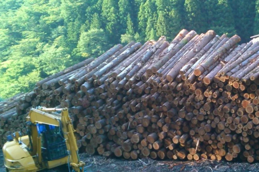 株式会社清水造林｜徳島 伐採