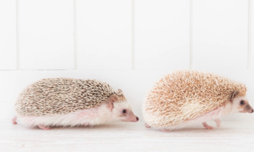 はりねずみ屋ぽった animal cafe & bar Harinezumiya POTTA｜飯田橋 カフェ