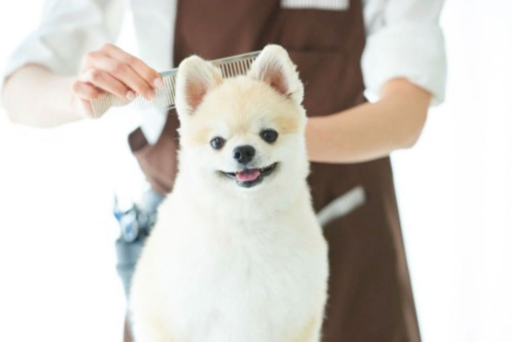 PETSALON IDY｜八尾 トリミング