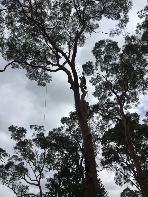 Tree Cutting North Shore Sydney | North Shore Tree Loppers