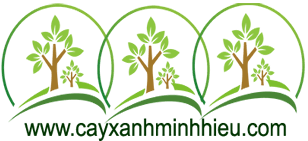 caycongtrinhxw