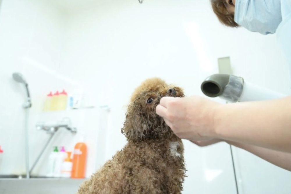 株式会社U・A・H｜宇都宮市 動物病院