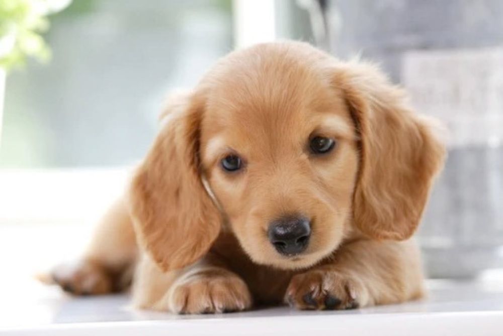 Vetforus合同会社｜福岡市 動物病院