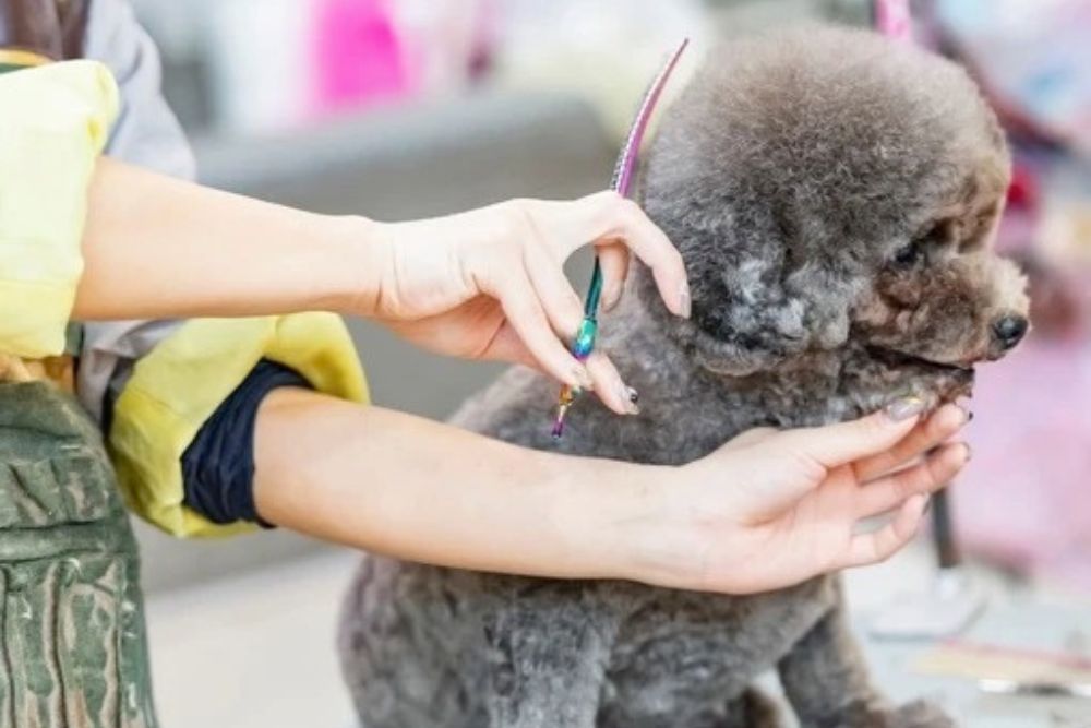 Dog and Cat Grooming Salon JJ｜越谷 トリミング