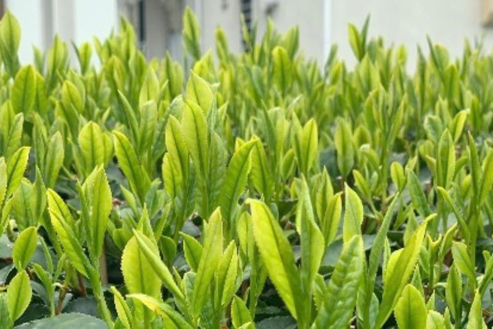 有限会社緑香園｜お茶 静岡