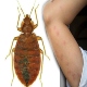 Control Bed Bugs