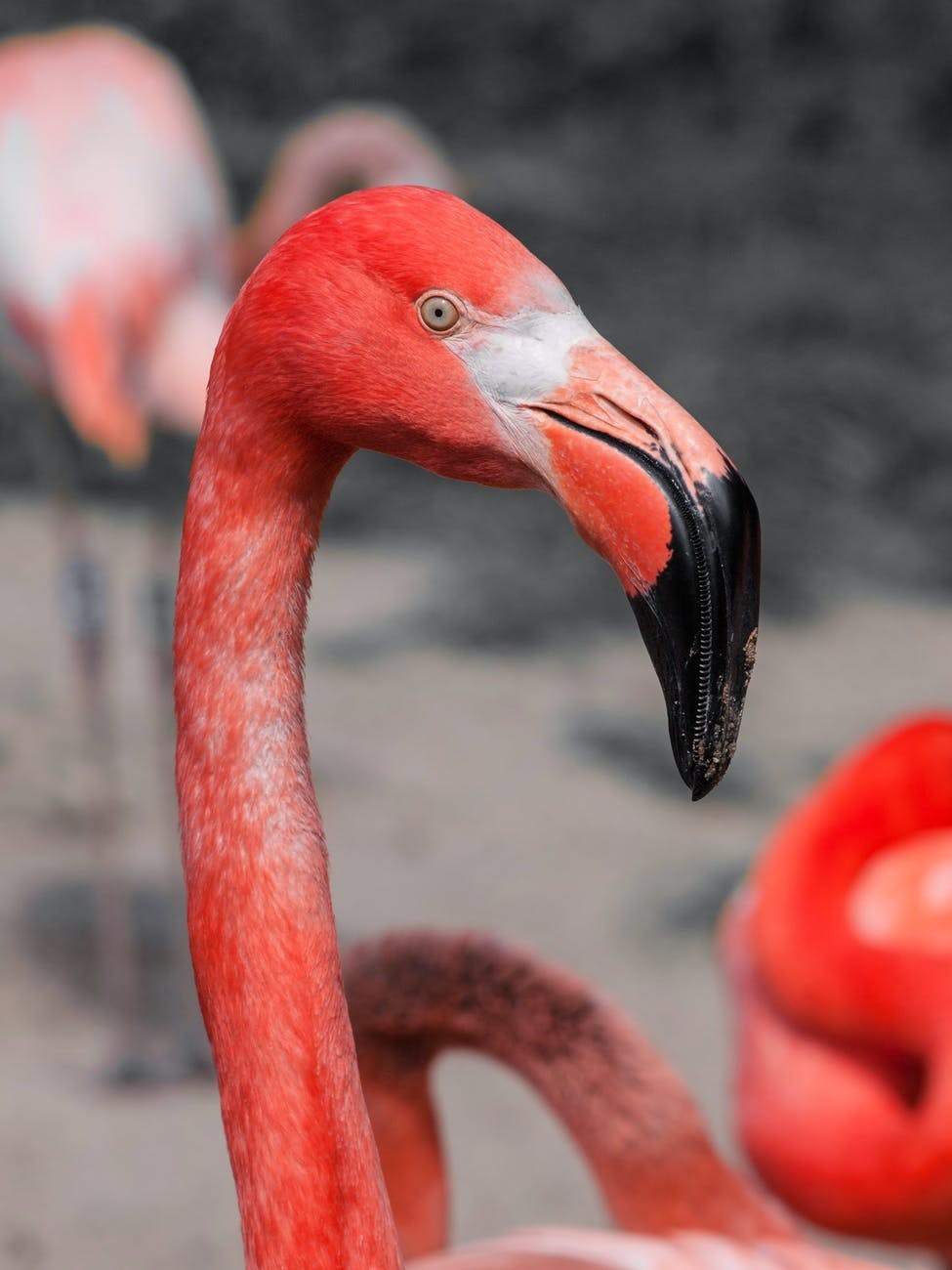 Flamingo