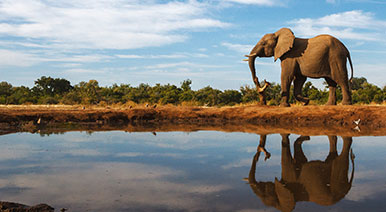 African Travel Concept -Wildlife African Safaris and Tours