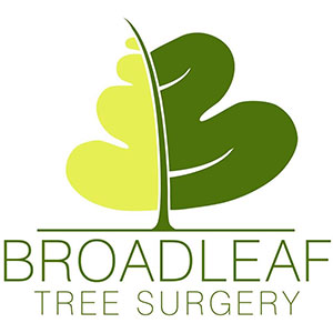 Broadleaf Tree Surgery 