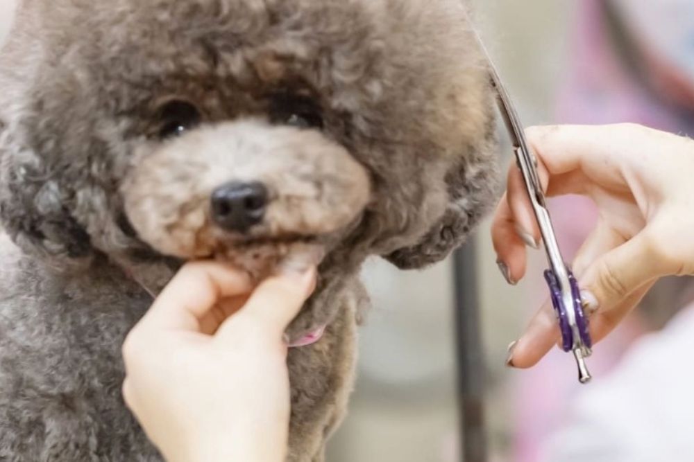 DOGSALON　なで｜松山 トリミング