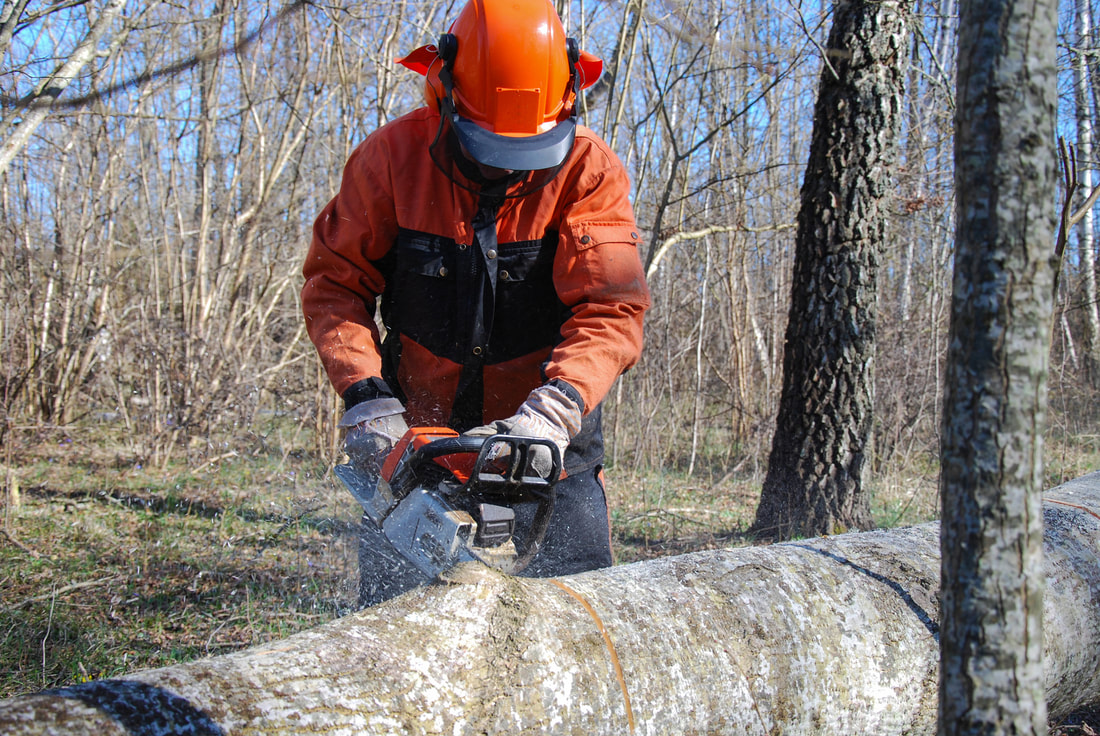 Chilliwack Tree Services