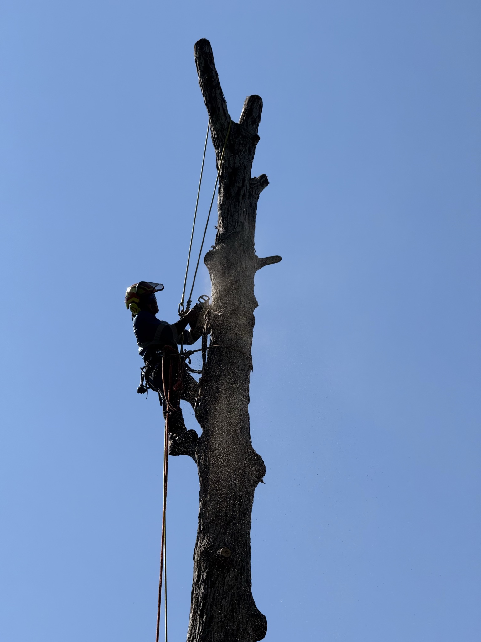 Palmetto Tree Pros LLC