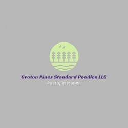 Croton Pines Standard Poodles