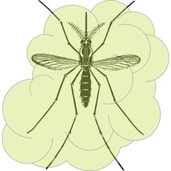 Control de plagas Sevilla