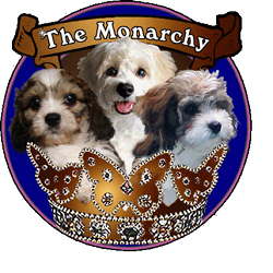 Cavachons From The Monarchy
