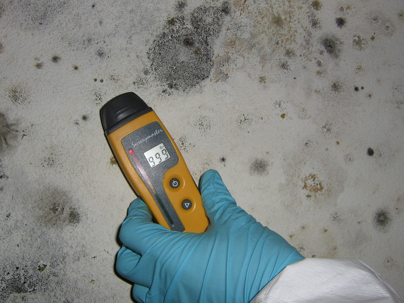 Mold Inspection Service Coral Gables FL