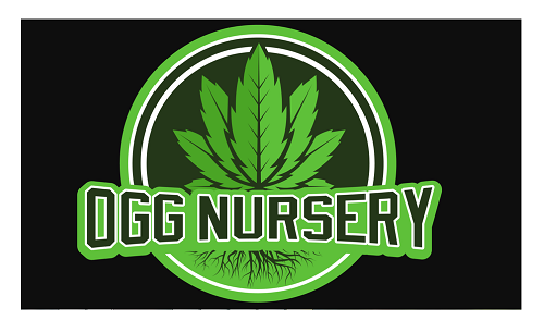 OGG Nursery