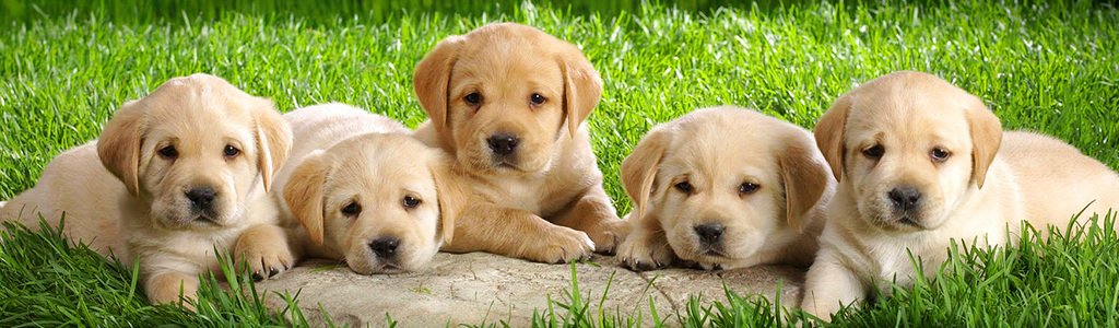 budgetpetcare budgetpetcare