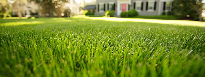 Lawn care services chicago