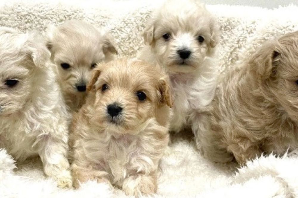 株式会社Best　Blood　Kennel｜茨城県 ブリーダー