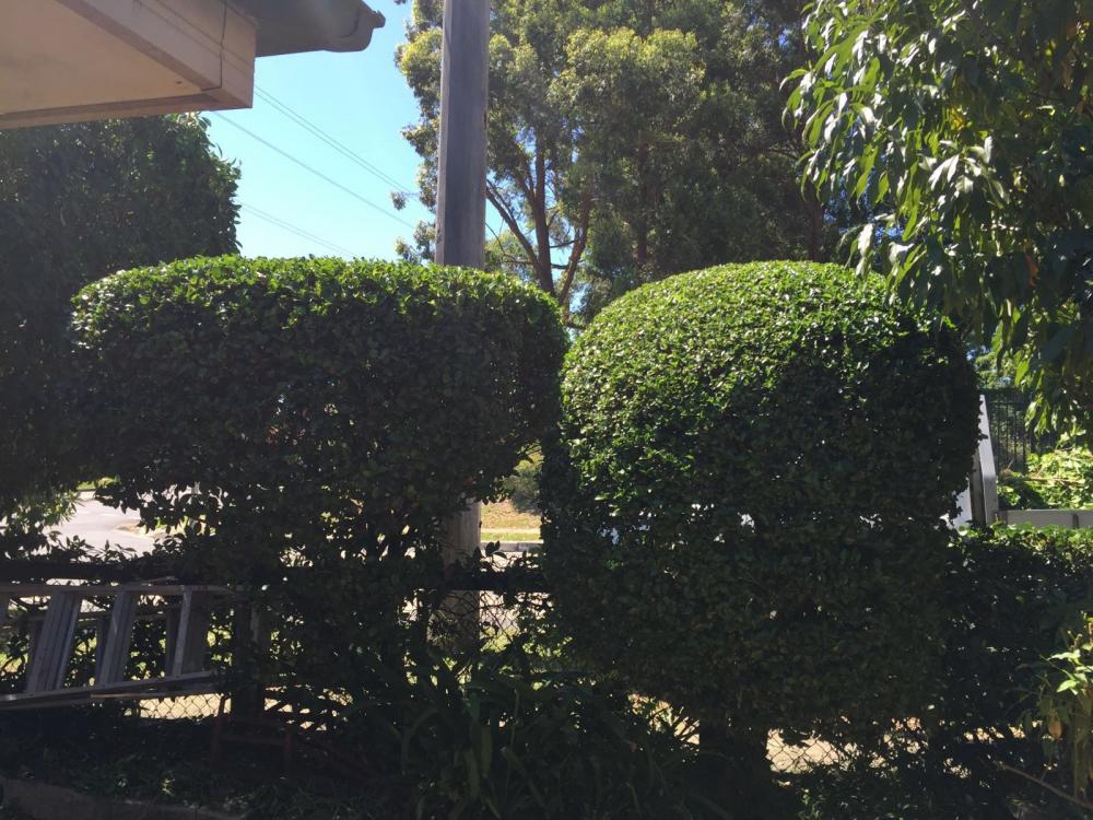 Gardening Services North Shore - North Shore Tree Loppers
