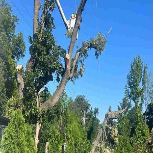G & V Tree Service, Inc.