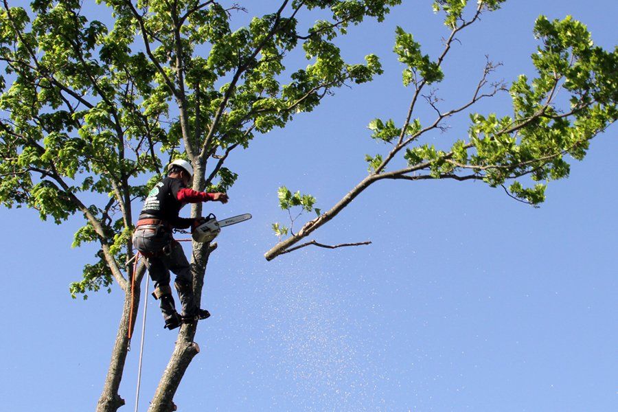 Treecutting342